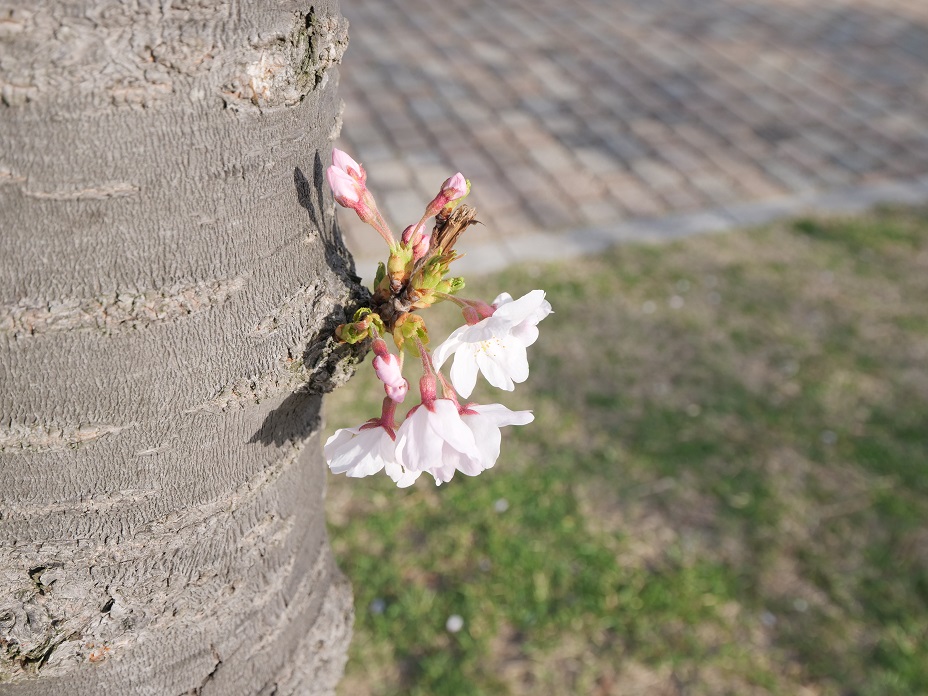 深山公園